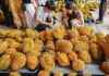 Chinese Durian Craze: Exploring China’s Obsession with Durians news-06082024-213328