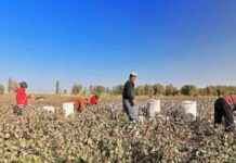 The History and Impact of Forced Labor in Xinjiang news-10082024-095313