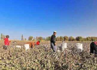 The History and Impact of Forced Labor in Xinjiang news-10082024-095313