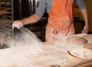 Bakers Innovate with Climate-Resilient Wheat for Tastier Bread news-10092024-135658