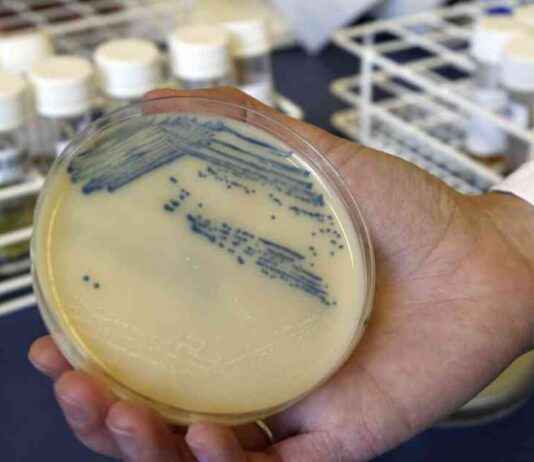 Warning: Drug-Resistant Germs Could Cause Millions of Deaths in Future Decades news-18092024-190105