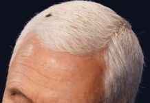 New Title: Memorable Moments from Vice Presidential Debates: A Restful Fly, a Deer in the Headlights, and a Winking Sarah Palin news-30092024-001924