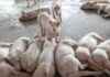 H5N1 Bird Flu Infects Pig in Oregon: Concerning Development and Health Risks news-31102024-010732