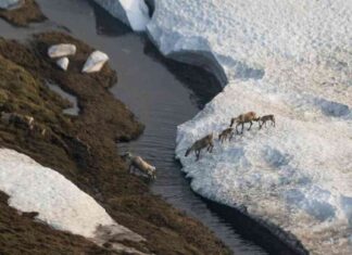 alaskas-climate-crisis-mpact-and-forecast-for-the-next-four-years