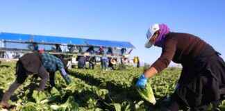california-economy-at-odds-with-trumps-deportation-plan-a-column-analysis