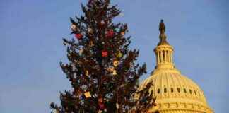 cutting-christmas-trees-on-public-lands-forest-service-encourages-with-permits