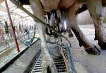 USDA to Begin Nationwide Testing of Milk for H5N1 Bird Flu Virus usda-to-begin-nationwide-testing-of-milk-for-h5n1-bird-flu-virus