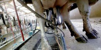 usda-to-begin-nationwide-testing-of-milk-for-h5n1-bird-flu-virus