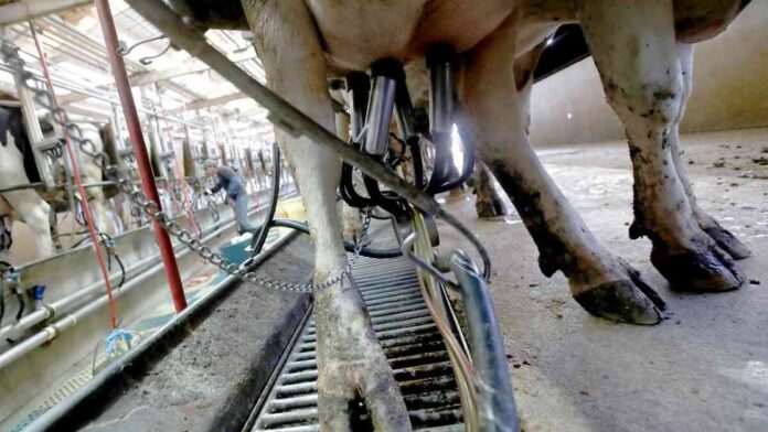 usda-to-begin-nationwide-testing-of-milk-for-h5n1-bird-flu-virus