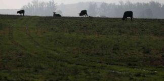 mpact-of-government-shutdown-on-bird-flu-surveillance-what-you-need-to-know