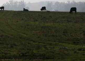 Impact of Government Shutdown on Bird Flu Surveillance: What You Need to Know mpact-of-government-shutdown-on-bird-flu-surveillance-what-you-need-to-know