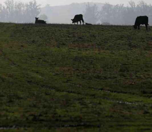 Impact of Government Shutdown on Bird Flu Surveillance: What You Need to Know mpact-of-government-shutdown-on-bird-flu-surveillance-what-you-need-to-know