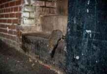 The Rise of Urban Rats in Cities Due to Climate Change the-rise-of-urban-rats-in-cities-due-to-climate-change