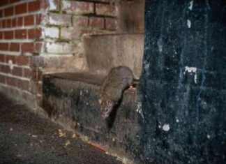 the-rise-of-urban-rats-in-cities-due-to-climate-change