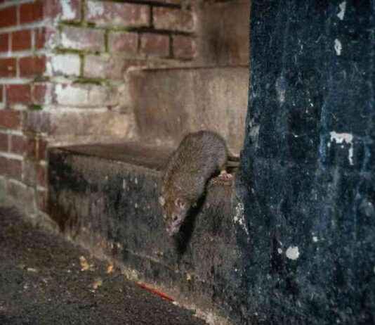 The Rise of Urban Rats in Cities Due to Climate Change the-rise-of-urban-rats-in-cities-due-to-climate-change