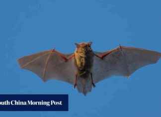 Coronavirus in Chinese Team Could Infect Humans via Same Route coronavirus-in-chinese-team-could-nfect-humans-via-same-route