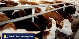 china-signs-first-export-deal-with-laos-for-improved-cattle