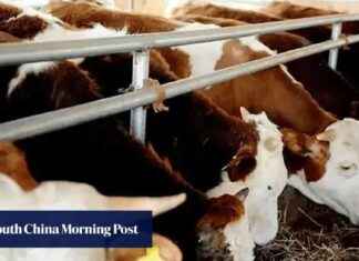 China signs first export deal with Laos for improved cattle. china-signs-first-export-deal-with-laos-for-improved-cattle