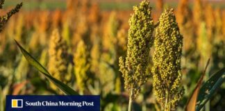 renewed-us-china-trade-war-benefits-brazilian-farmers