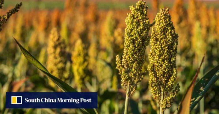 renewed-us-china-trade-war-benefits-brazilian-farmers