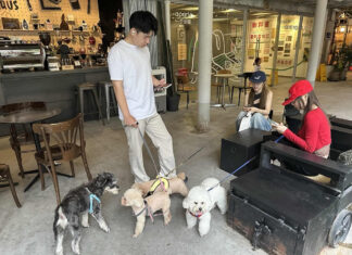 The Rise of Pet Culture in China: Prioritizing Comfort, Health, and Safety The Rise of Pet Culture in China